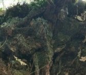 Vers une personnalité juridique de la rivière ?